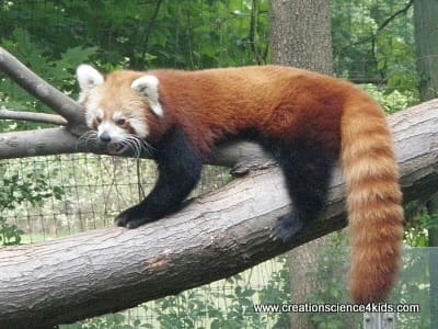 red-panda-resting-on-tree-branch-c-001