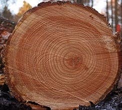 CS4K-Tree_rings-Wikicommons