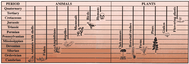 USGS Fossil Chart