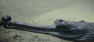 gharial-snout