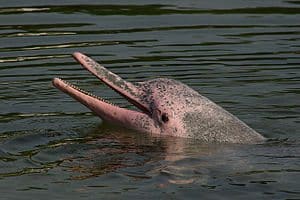 pink-river-dolphin-cheri-fields-article