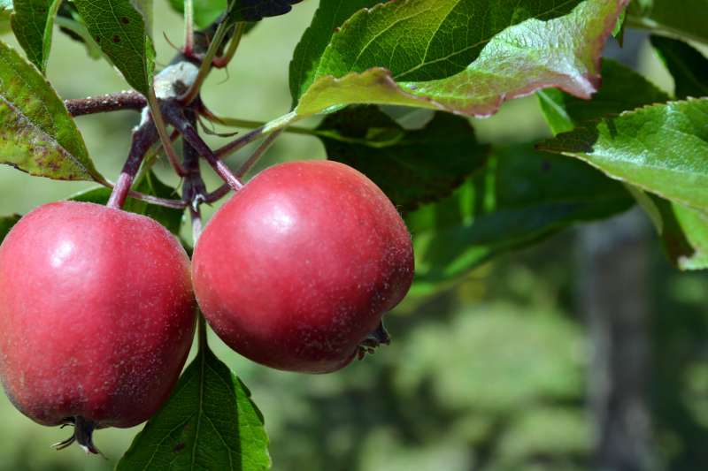 Apples on a tree, photo credit: Rachel Hamburg