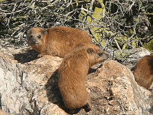 Two Hyrax