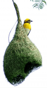 Weaverbird and its nest in northern India