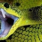 Green tree snake with mouth wide open