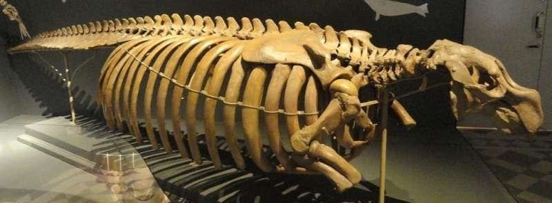 Steller’s Sea Cow Skeleton, Finnish Museum of Natural History, Helsinki, Finland