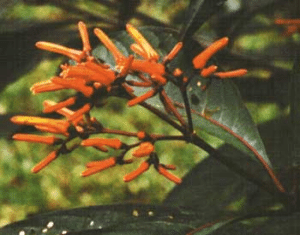 The Hamelia flower, a typical host plant for hummingbird flower mites.