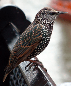 Common Starling, Photo: Wikipedia