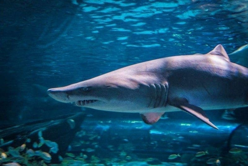 Long nosed shark, photo credit: David Rives
