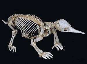 Shortbeaked Echidna Skeleton