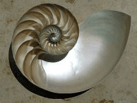A sectioned Nautilus shell.