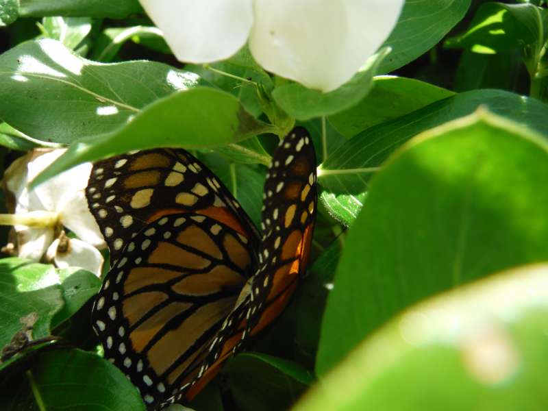 Monarch butterfly. Photo copyright Sara J. Bruegel, 2015
