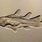 Coelacanth Fossil in sandstone