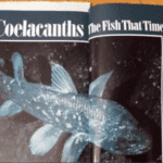 Coelacanths magazine picture