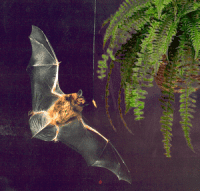 convergent evolution bats cs4k