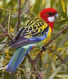 Creation Club Colorful Australian Parrot