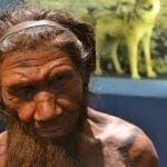 Neanderthal man model: ID 53497810 © Slawek Kozakiewicz | Dreamstime.com