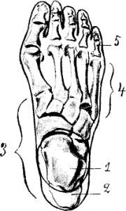 Diagram of foot bone sections