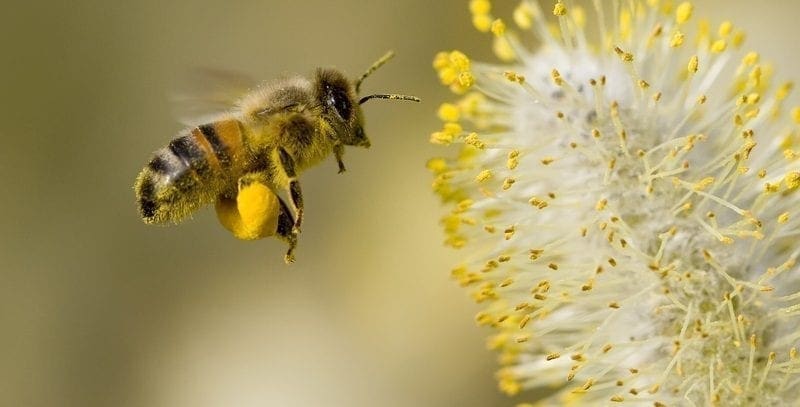 Bee collecting pollen from willow blossom: ID 2250640 © Dave Massey | Dreamstime.com