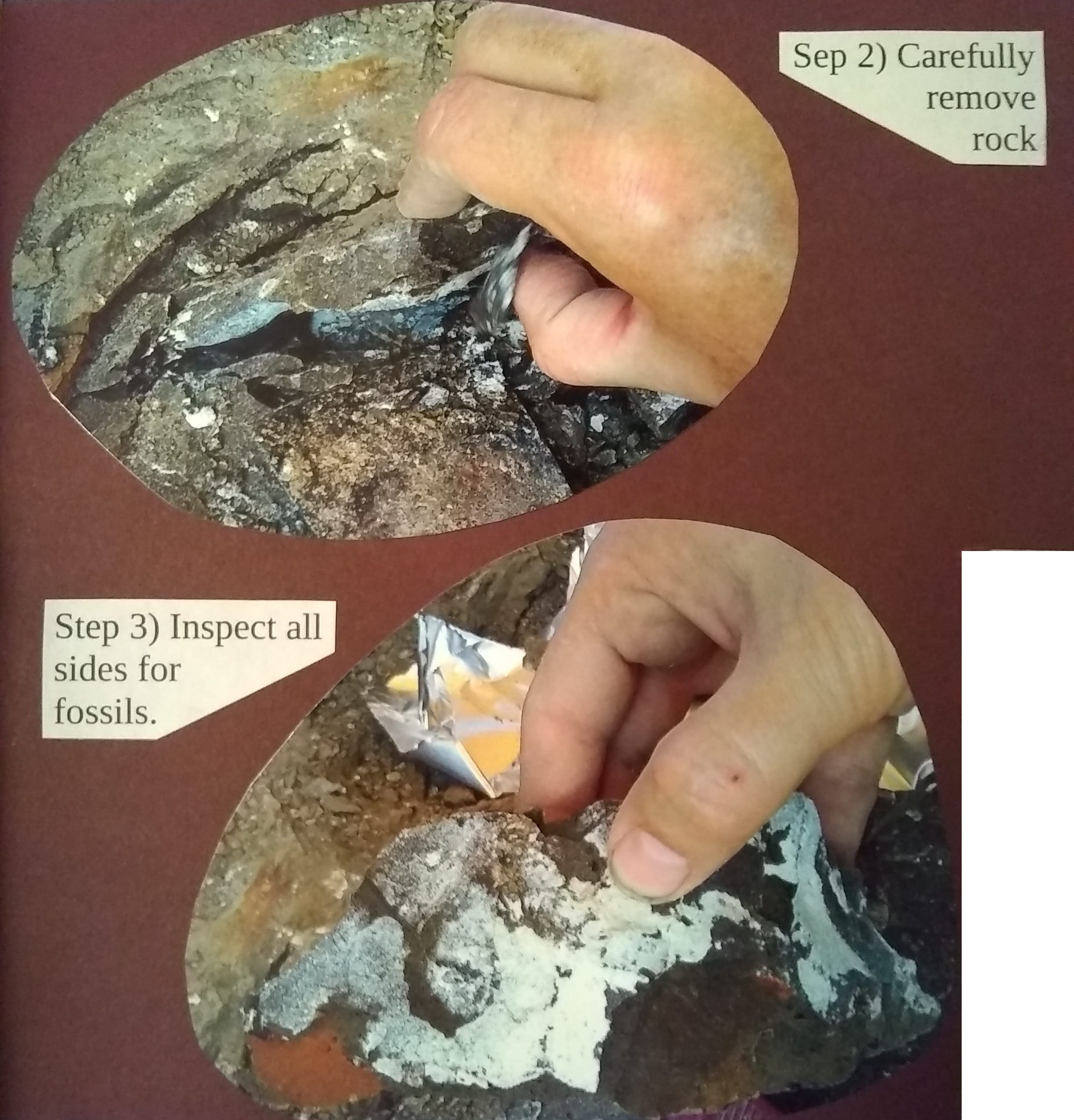 Step 2: Carefully remove rock. Step 3: Inspect all sides for fossils