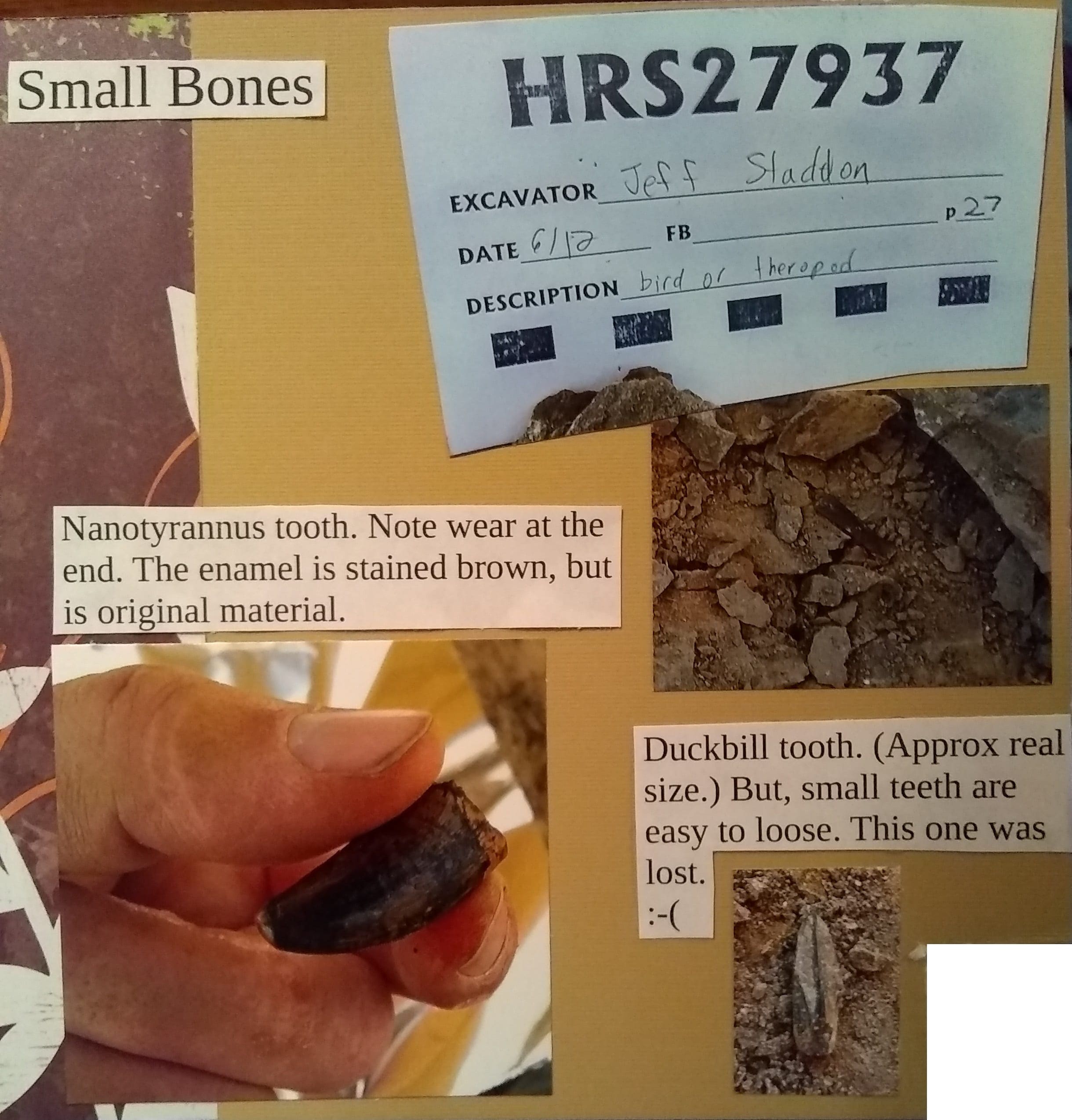 Top: Small bones. Left: Nanotyrannus tooth. Note wear at the end. The enamel is stained brown, but is original material. Bottom: Duckbill tooth (Approximately real size). Small teeth are easy to lose; this one was lots. :-(