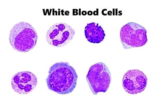 White blood cells on microscope slide: ID 96831312 © Jarun011 | Dreamstime.com