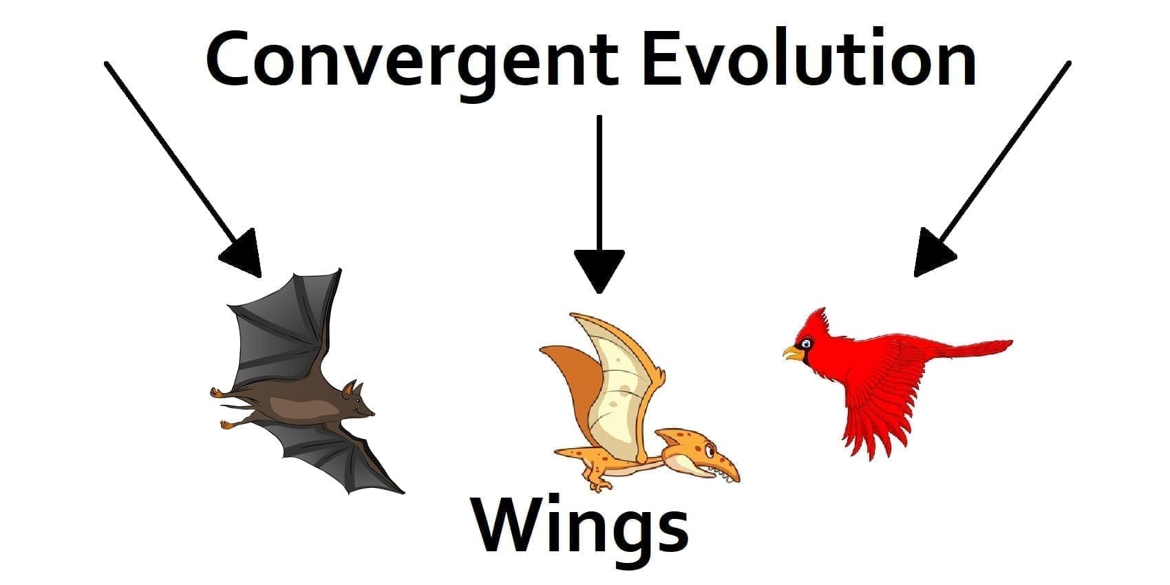 Convergent evolution diagram of flighted organisms