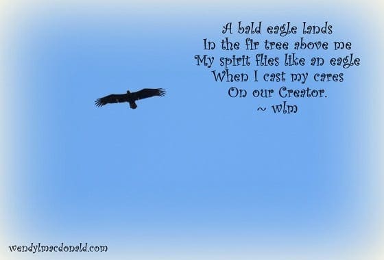 Bald eagle against blue sky, photo credit: Wendy McDonald