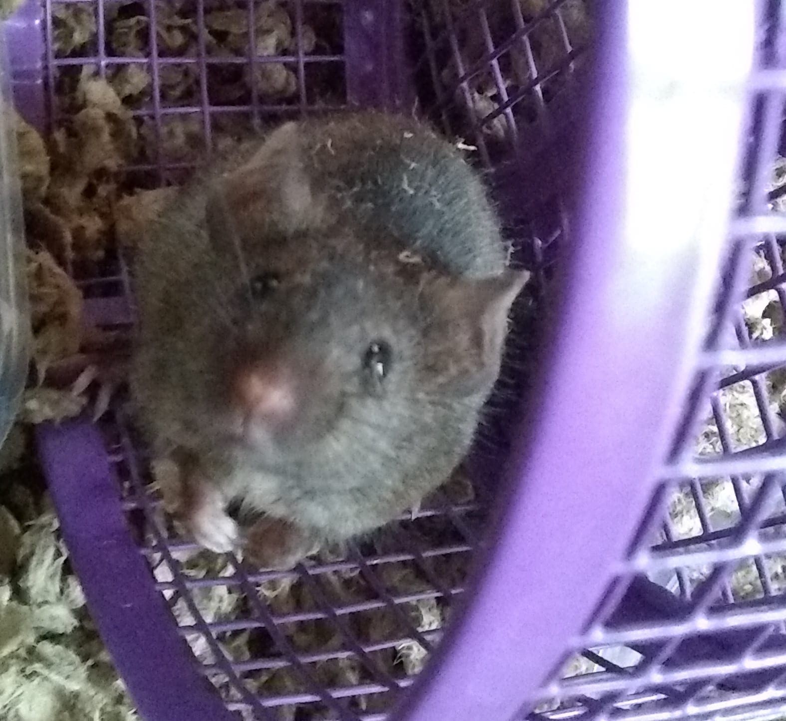 Brown colored house mouse on exercise wheel