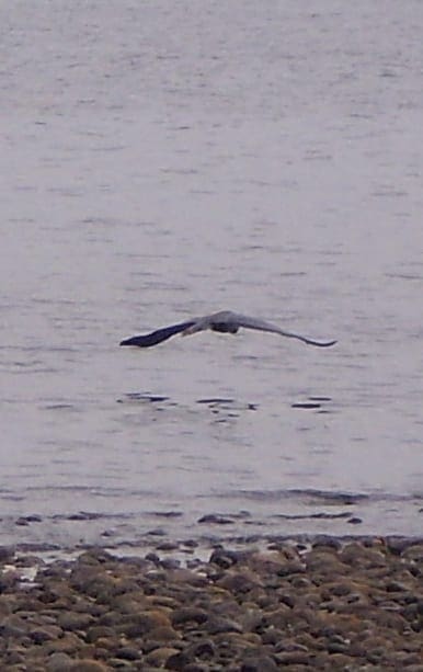 Wendy MacDonald, Seabird over the shoreline