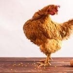 Chicken looking at egg: ID 65974720 © Yuliia Fesyk | Dreamstime.com