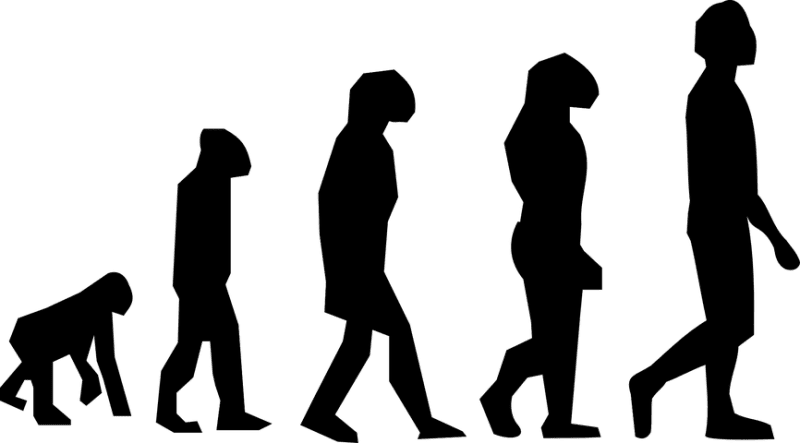 Silhouette of Evolution of Man from Apes