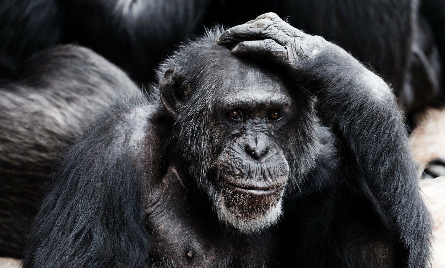 I do not think too deep. Ape scratching his head