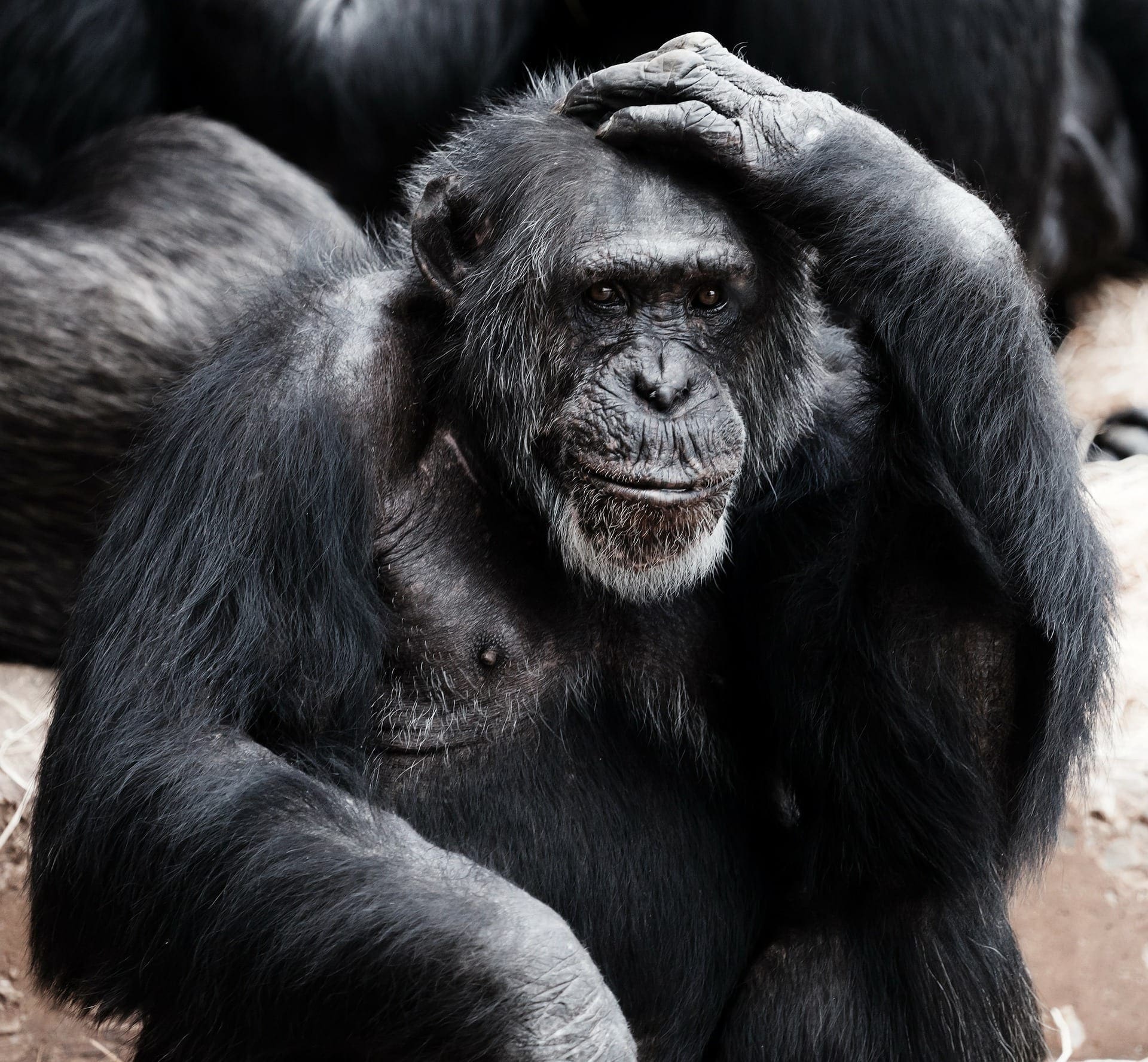 Chimp with a hand on its head