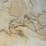 Archaeopteryx in sandstone: ID 32027033 © Gekaskr | Dreamstime.com