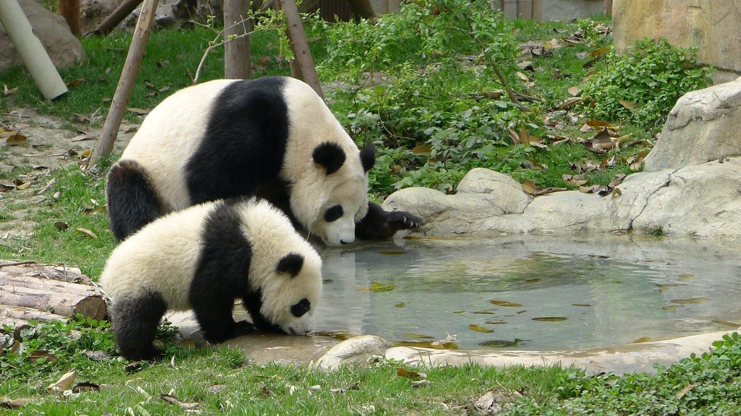 Mother and baby Panda: ID 35668772 © Hupeng | Dreamstime.com