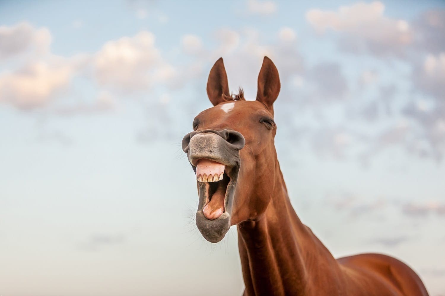 Horse 'laughing': ID 59526366 © Pat Smith | Dreamstime.com