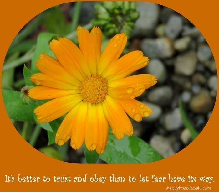 Photo credit: Wendy MacDonald "It's better to trust and obey than to let fear have its way"