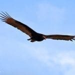 Vulture Flying: photo credit, William Wise