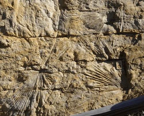 Palm-like frond fossils sideways with layers splitting them: photo credit: kgov.com