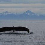 Whale fluke with mountains behind, photo credit Faith P.