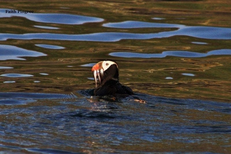 Tufted Puffin with needlefish, photo credit Faith P