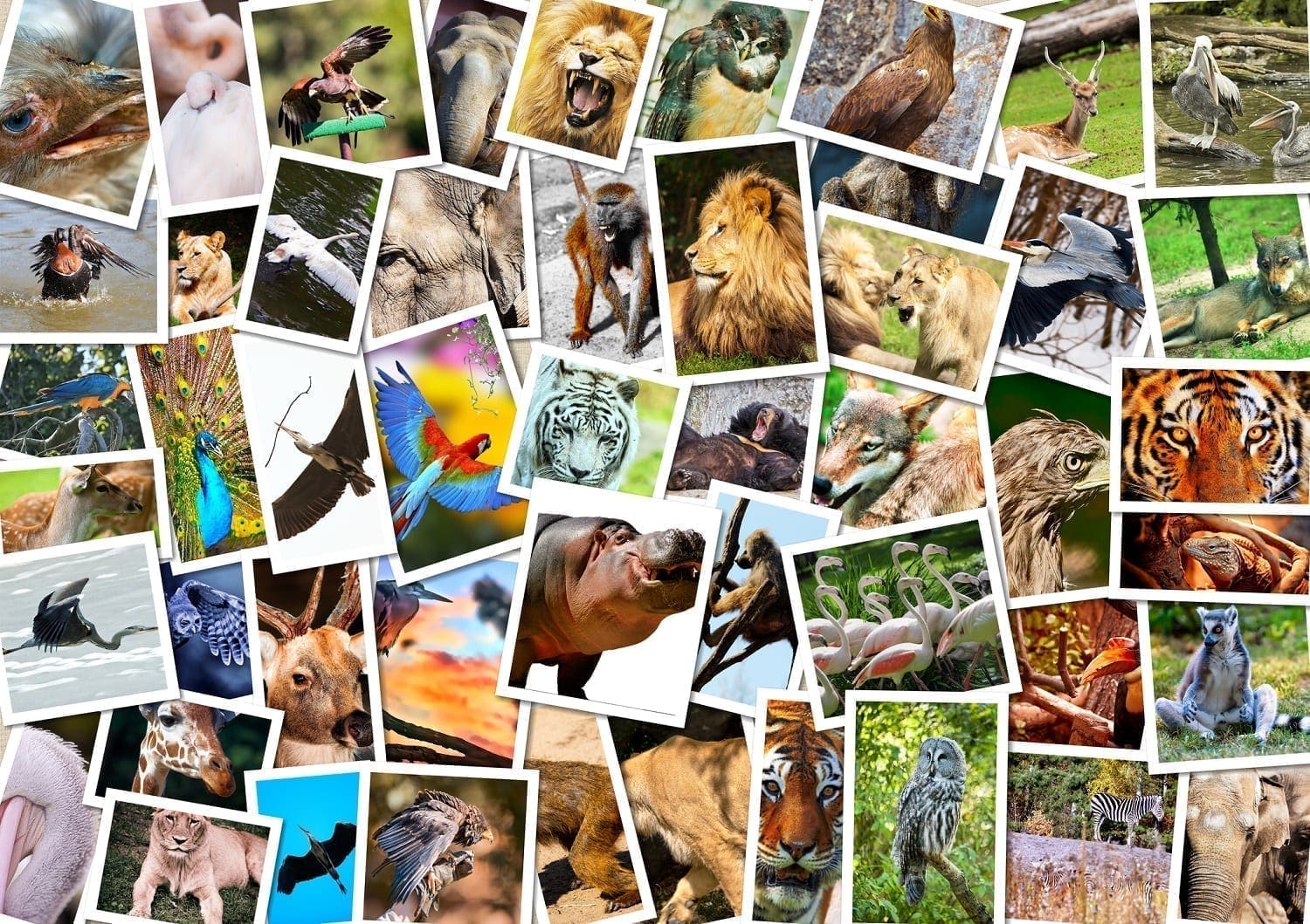 Collage of animal photographs: ID 27167497 © Satori13 | Dreamstime.com