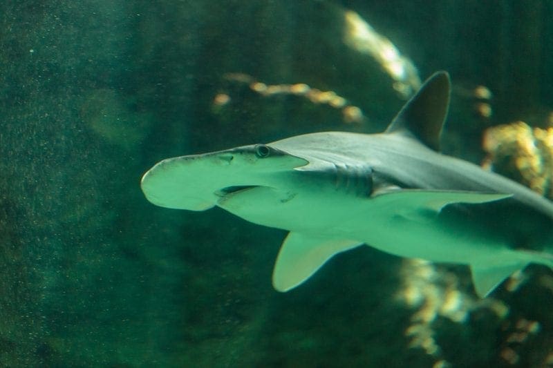 Bonnethead shark at an aquarium: ID 72521656 © Stephanie Starr | Dreamstime.com