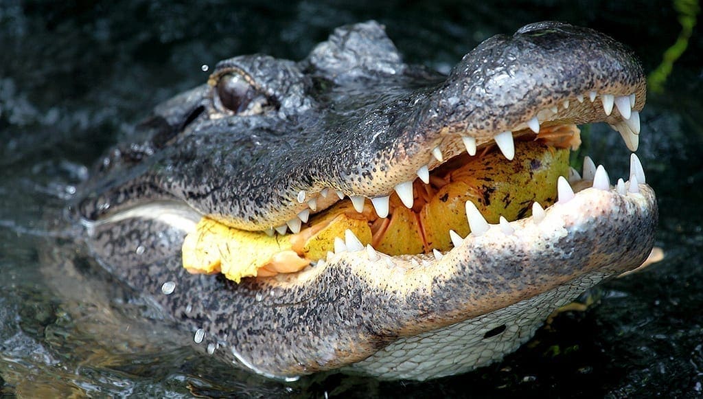 Alligator eating pond apple: photo credit: National Park Service