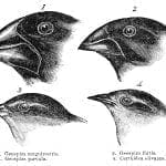 Engraving of Darwin's Finches from "Voyage of the Beagle" 1845