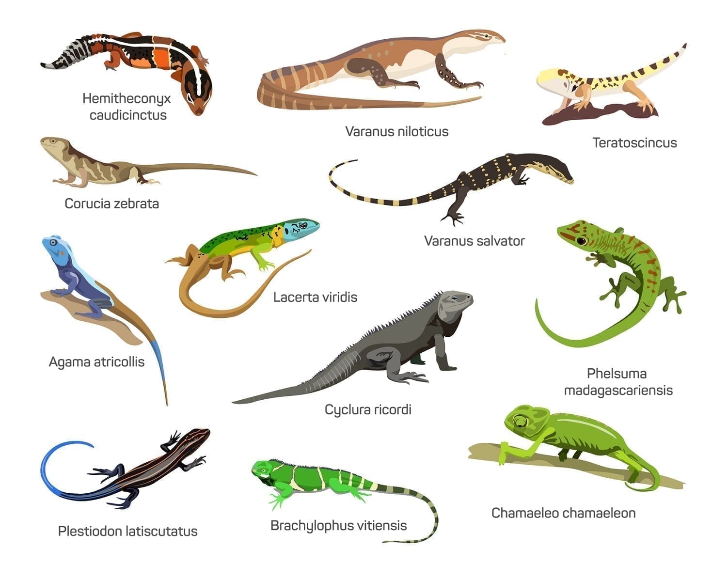 A CG depiction of dozen lizard species: ID 70178272 © Ekaterina Muzyka | Dreamstime.com