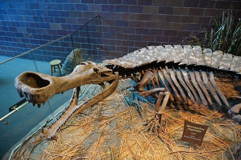 Sarcosuchus Skeleton at Indianapolis Chidren's Museum: ID 60158415 © R. Gino Santa Maria / Shutterfree, Llc | Dreamstime.com