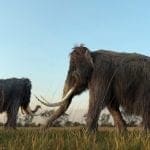 Wooly Mammoths grazing: ID 67725239 © William Roberts | Dreamstime.com