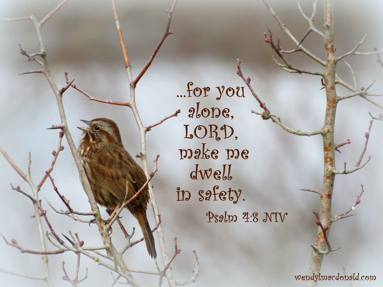 Sparrow with Psalm 4:8, Photo credit: Wendy MacDonald